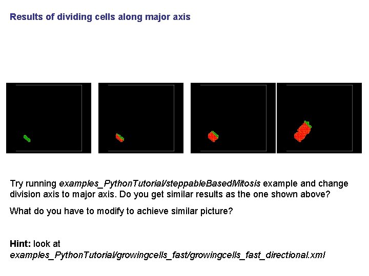 Results of dividing cells along major axis Try running examples_Python. Tutorial/steppable. Based. Mitosis example