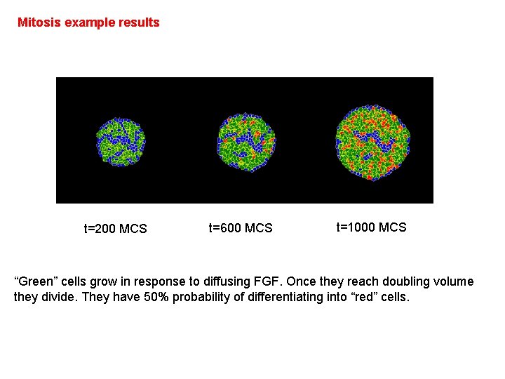 Mitosis example results t=200 MCS t=600 MCS t=1000 MCS “Green” cells grow in response