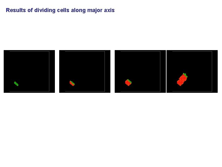 Results of dividing cells along major axis 