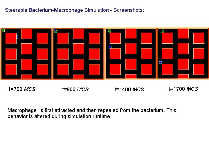 Steerable Bacterium-Macrophage Simulation - Screenshots: t=700 MCS t=900 MCS t=1400 MCS t=1700 MCS Macrophage