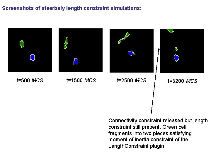 Screenshots of steerbaly length constraint simulations: t=500 MCS t=1500 MCS t=2500 MCS t=3200 MCS