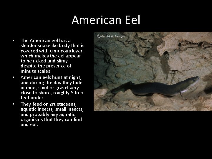 American Eel • • • The American eel has a slender snakelike body that
