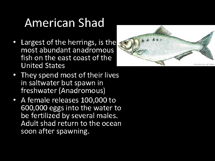 American Shad • Largest of the herrings, is the most abundant anadromous fish on