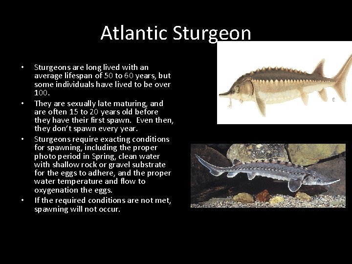 Atlantic Sturgeon • • Sturgeons are long lived with an average lifespan of 50