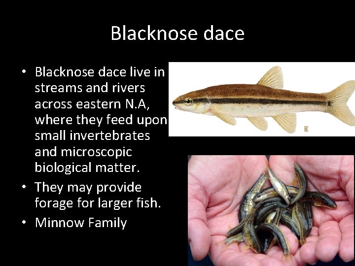 Blacknose dace • Blacknose dace live in streams and rivers across eastern N. A,