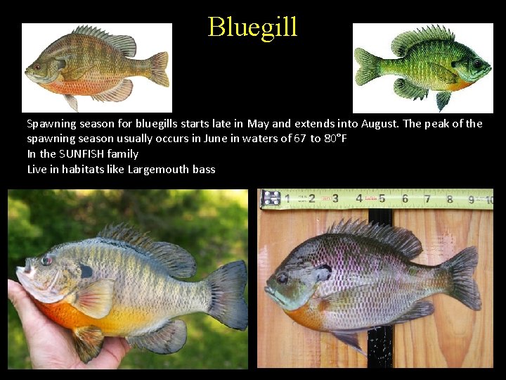 Bluegill Spawning season for bluegills starts late in May and extends into August. The