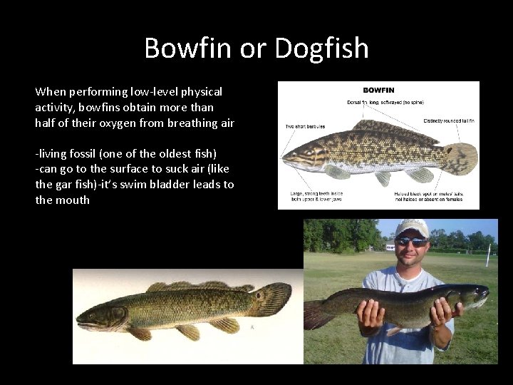 Bowfin or Dogfish When performing low-level physical activity, bowfins obtain more than half of