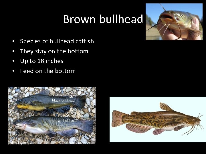 Brown bullhead • • Species of bullhead catfish They stay on the bottom Up