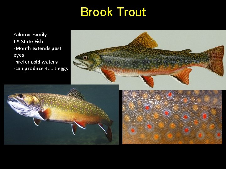 Brook Trout Salmon Family PA State Fish -Mouth extends past eyes -prefer cold waters