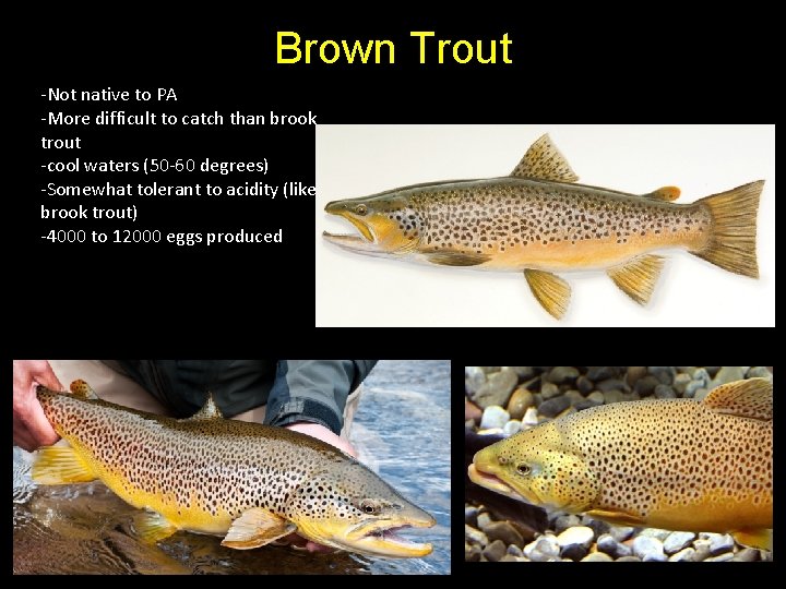 Brown Trout -Not native to PA -More difficult to catch than brook trout -cool