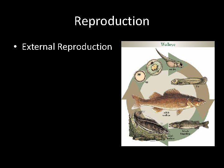 Reproduction • External Reproduction 
