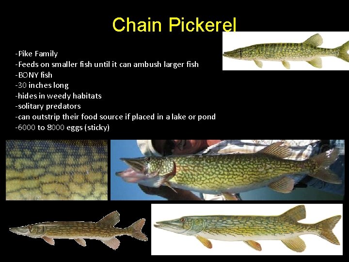 Chain Pickerel -Pike Family -Feeds on smaller fish until it can ambush larger fish