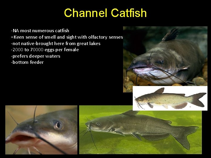 Channel Catfish -NA most numerous catfish =Keen sense of smell and sight with olfactory