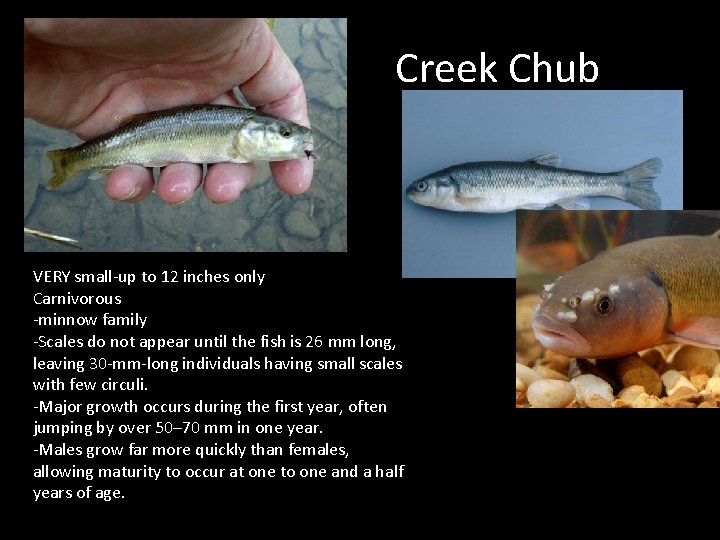 Creek Chub VERY small-up to 12 inches only Carnivorous -minnow family -Scales do not