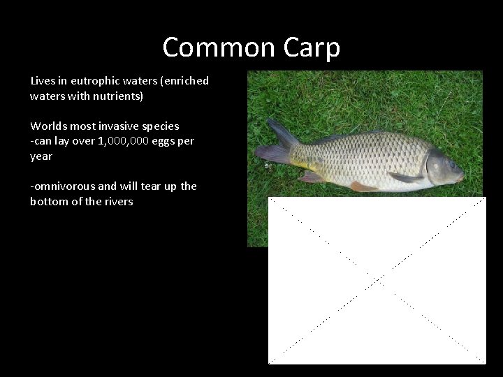 Common Carp Lives in eutrophic waters (enriched waters with nutrients) Worlds most invasive species