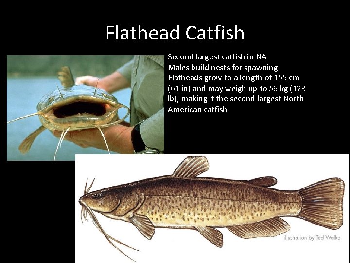 Flathead Catfish Second largest catfish in NA Males build nests for spawning Flatheads grow