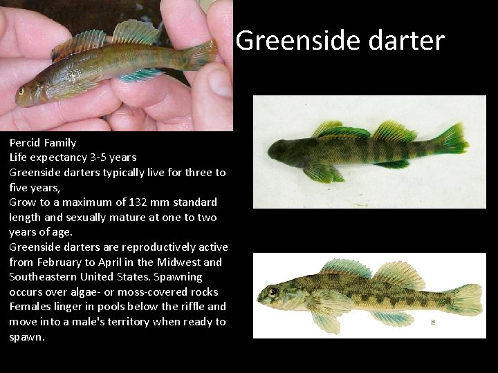 Greenside darter Percid Family Life expectancy 3 -5 years Greenside darters typically live for