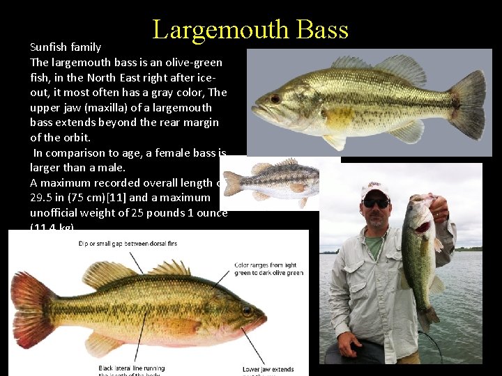 Largemouth Bass Sunfish family The largemouth bass is an olive-green fish, in the North