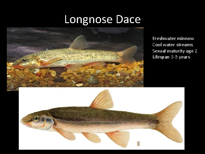 Longnose Dace Freshwater minnow Cool water streams Sexual maturity age 2 Lifespan 3 -5