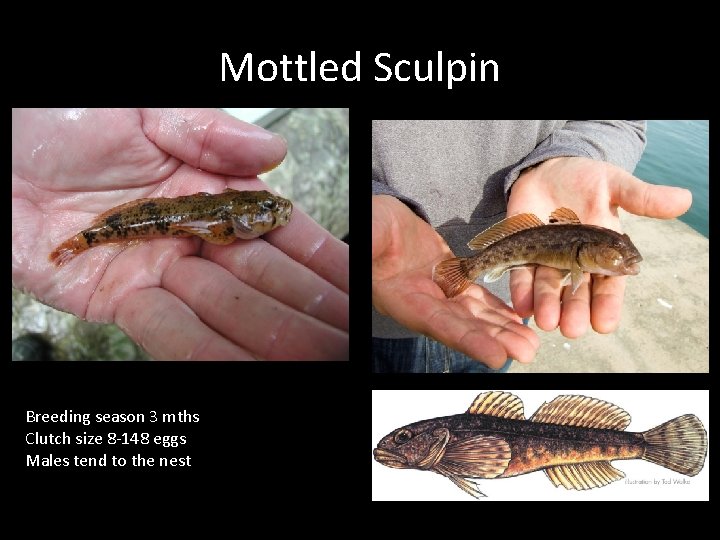 Mottled Sculpin Breeding season 3 mths Clutch size 8 -148 eggs Males tend to