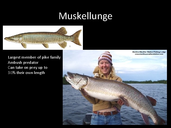 Muskellunge Largest member of pike family Ambush predator Can take on prey up to