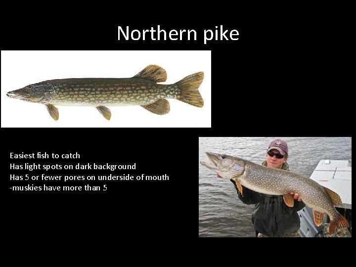 Northern pike Easiest fish to catch Has light spots on dark background Has 5