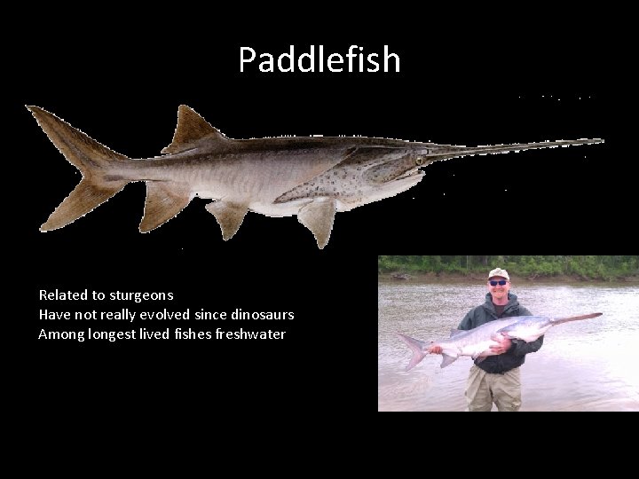 Paddlefish Related to sturgeons Have not really evolved since dinosaurs Among longest lived fishes