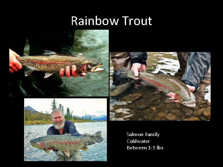 Rainbow Trout Salmon Family Coldwater Between 1 -5 lbs 