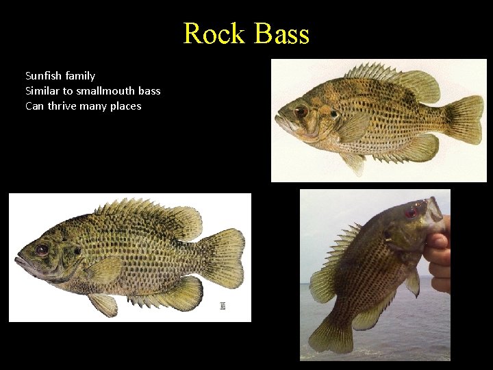Rock Bass Sunfish family Similar to smallmouth bass Can thrive many places 