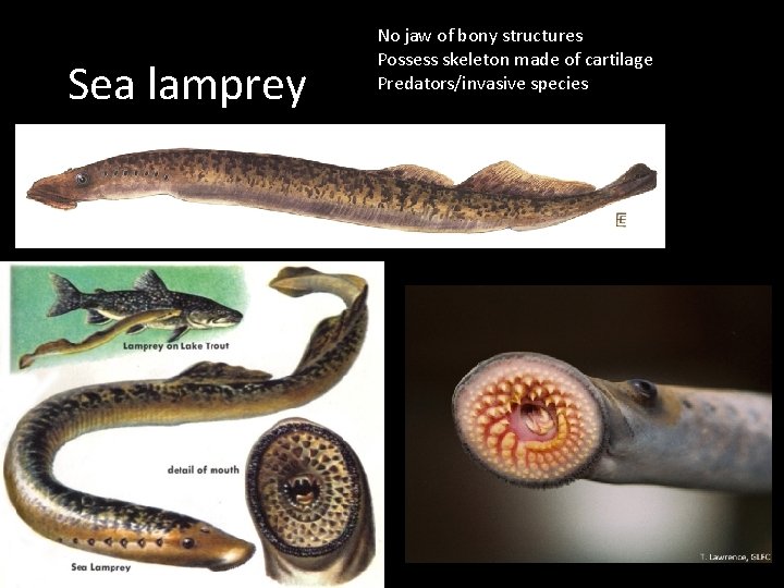 Sea lamprey No jaw of bony structures Possess skeleton made of cartilage Predators/invasive species