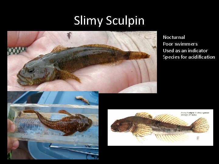 Slimy Sculpin Nocturnal Poor swimmers Used as an indicator Species for acidification 