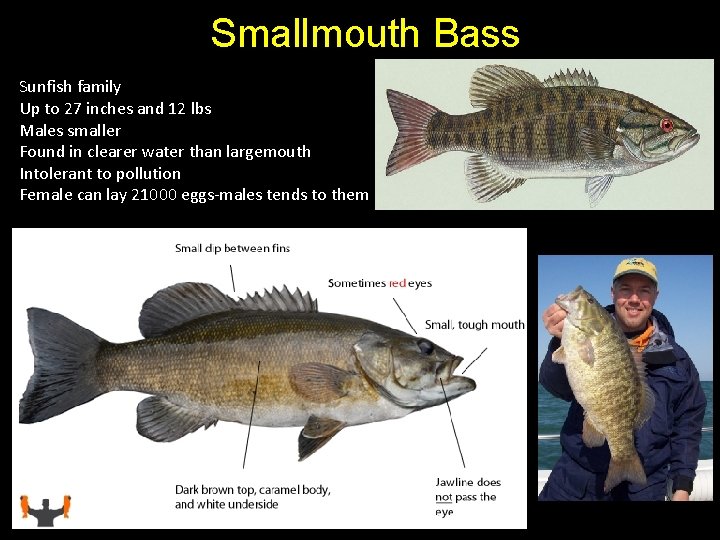 Smallmouth Bass Sunfish family Up to 27 inches and 12 lbs Males smaller Found