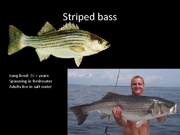 Striped bass Long lived: 30 + years Spawning in freshwater Adults live in salt