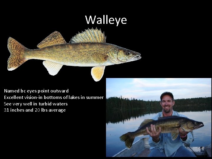 Walleye Named bc eyes point outward Excellent vision-in bottoms of lakes in summer See