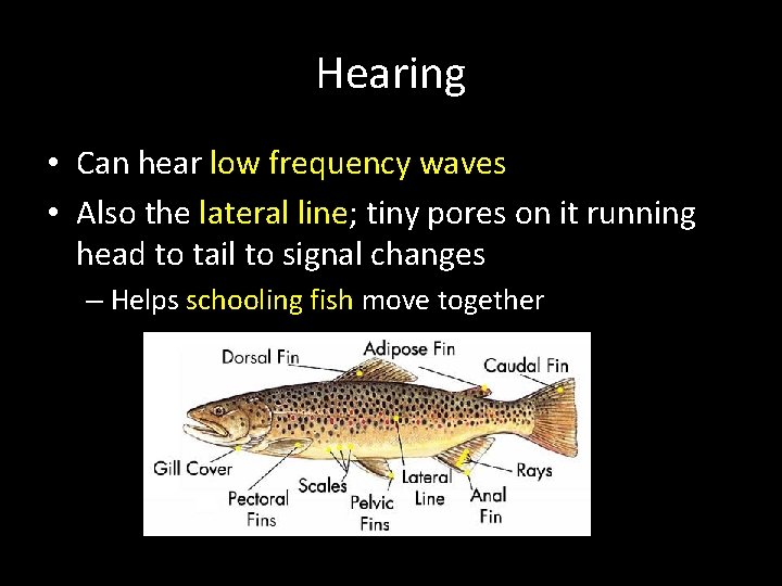 Hearing • Can hear low frequency waves • Also the lateral line; tiny pores