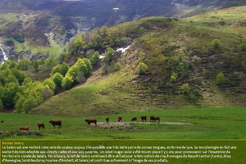 Vaches Salers. La Salers est une vache à robe unie de couleur acajou. Elle