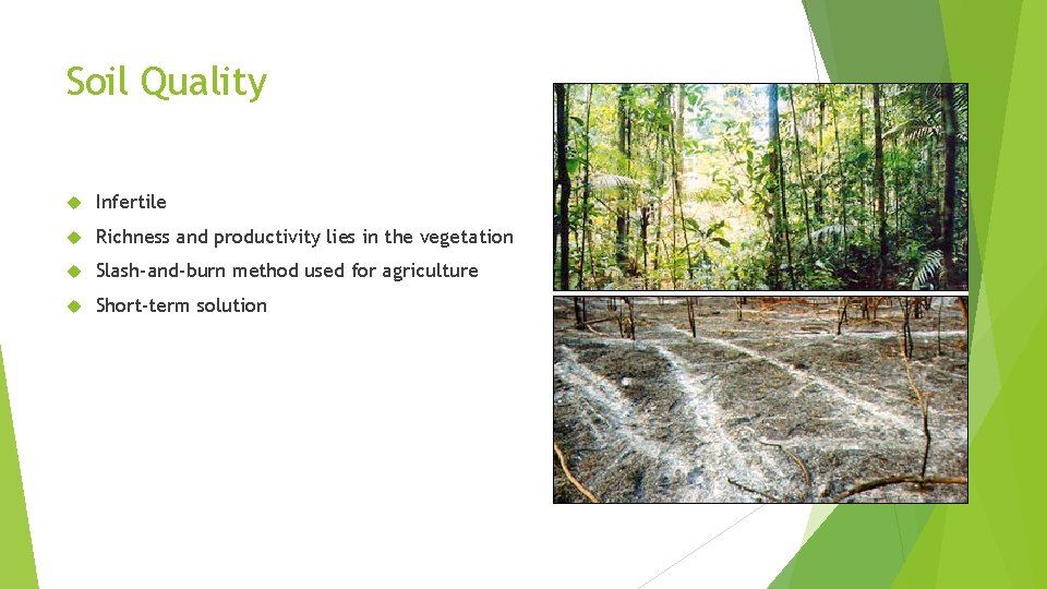Soil Quality Infertile Richness and productivity lies in the vegetation Slash-and-burn method used for
