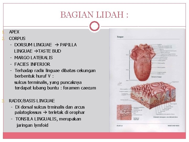 BAGIAN LIDAH : 1. APEX 2. CORPUS - DORSUM LINGUAE PAPILLA LINGUAE TASTE BUD