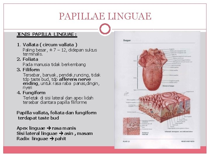 PAPILLAE LINGUAE JENIS PAPILLA LINGUAE : 1. Vallata ( circum vallata ) Paling besar,