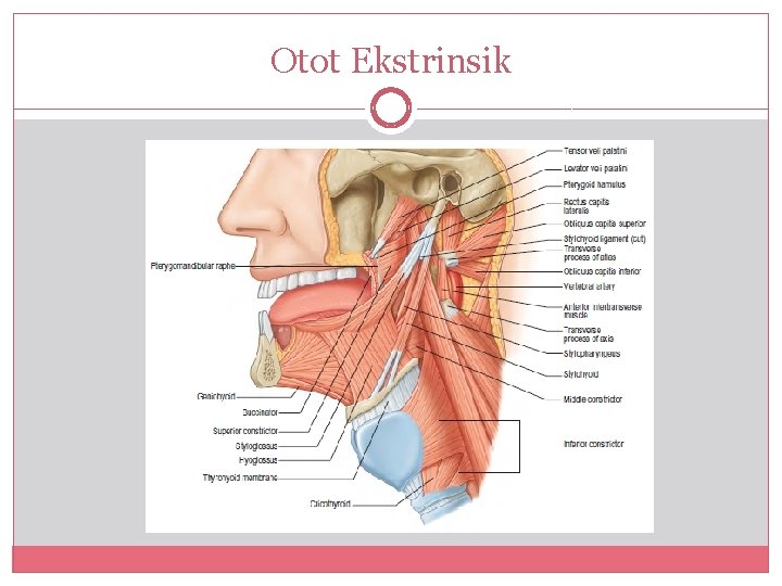 Otot Ekstrinsik 