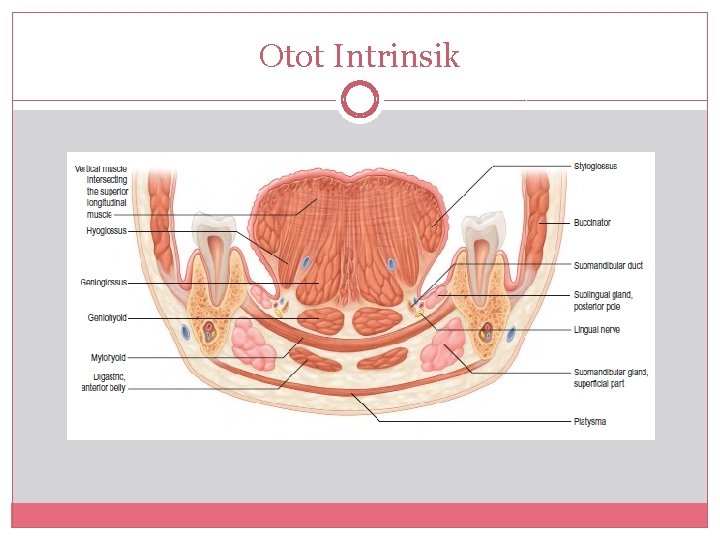 Otot Intrinsik 