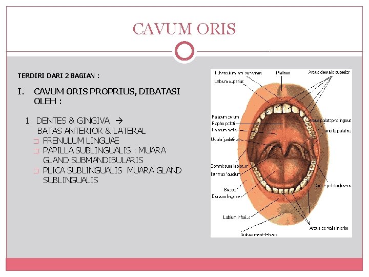 CAVUM ORIS TERDIRI DARI 2 BAGIAN : I. CAVUM ORIS PROPRIUS, DIBATASI OLEH :