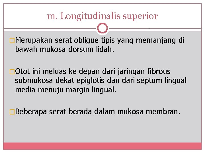 m. Longitudinalis superior �Merupakan serat obligue tipis yang memanjang di bawah mukosa dorsum lidah.