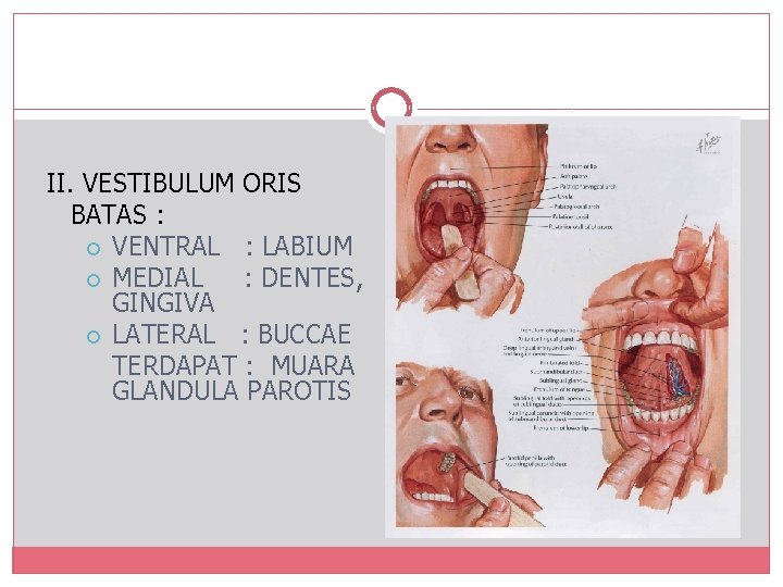 II. VESTIBULUM ORIS BATAS : VENTRAL : LABIUM MEDIAL : DENTES, GINGIVA LATERAL :