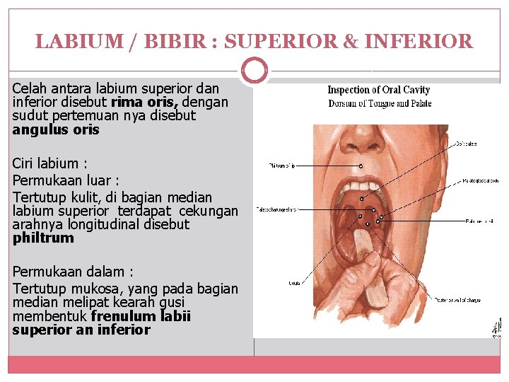 LABIUM / BIBIR : SUPERIOR & INFERIOR Celah antara labium superior dan inferior disebut