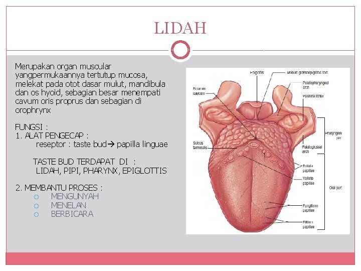 LIDAH Merupakan organ muscular yangpermukaannya tertutup mucosa, melekat pada otot dasar mulut, mandibula dan