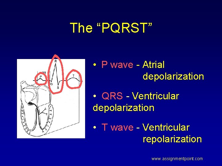 The “PQRST” • P wave - Atrial depolarization • QRS - Ventricular depolarization •