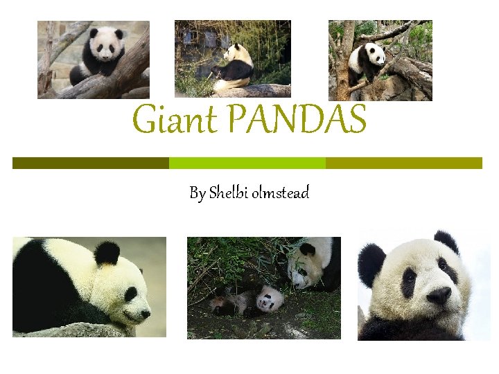 Giant PANDAS By Shelbi olmstead 