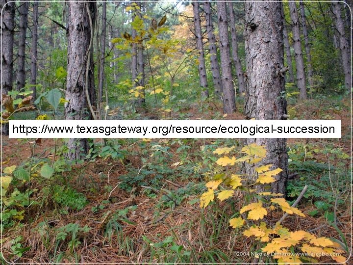 https: //www. texasgateway. org/resource/ecological-succession 