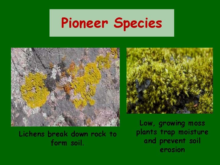 Pioneer Species Lichens break down rock to form soil. Low, growing moss plants trap